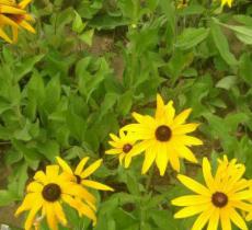 西城人口文化园