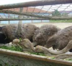 上海东方地质科普馆