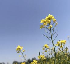 大兴瀛海油菜花景区