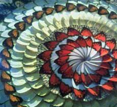 陈宝财蝴蝶博物馆