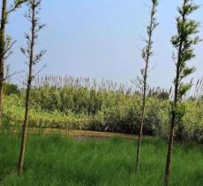 胡子缘生态景观庄园