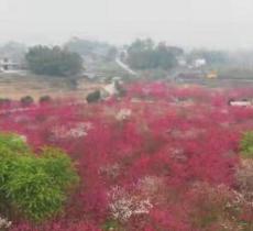 美樱花海