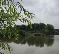 世博绿色出行林