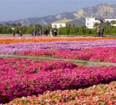 香盟花千谷景区