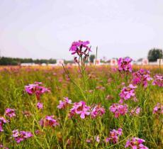 魏善庄生态景观农业园
