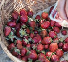 果果草莓采摘园(昌平小汤山店)