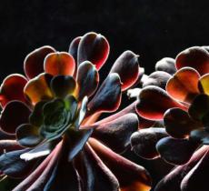 中国摄影展览中心