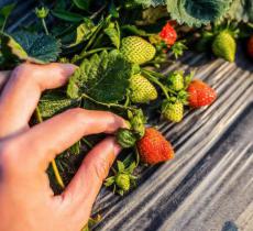 房山长阳夏场草莓采摘园62号温室