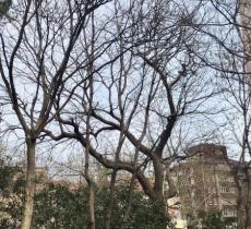 高安路衡山路口街心花园