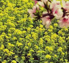密云北庄油菜花田