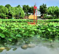 陈家山荷花公园