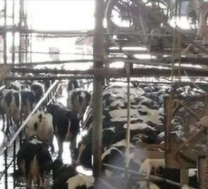 上海光明荷斯坦至江奶牛场