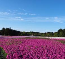 凤凰花果山