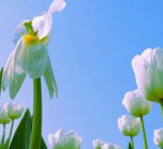 金盏郁金香花园