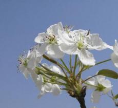 大兴万亩梨花庄园