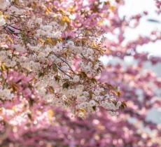 北京西路与常德路口公园