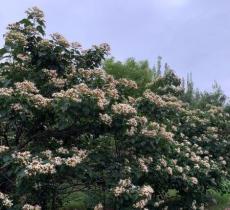 黄草湾郊野公园