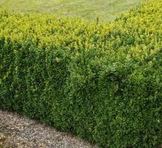 田村城市休闲公园