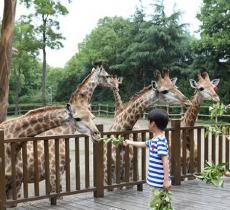 长颈鹿互动体验区