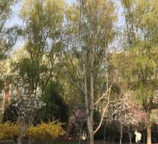 北京大学医学部中心花园