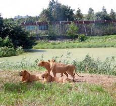 上海野生动物园-非洲狮区