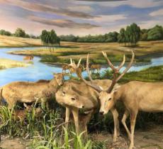 南海子麋鹿苑博物馆