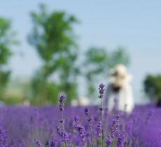上海薰衣草公园