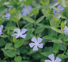 漕河泾开发区公园