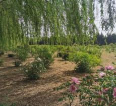 国色天香牡丹园