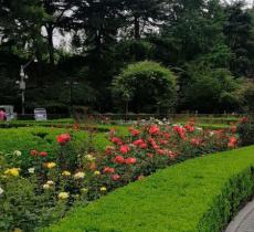 复兴公园-大草坪