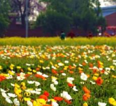 长阳农场千亩花海