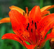 北京植物园-宿根园