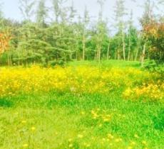 北京八里桥音乐主题公园