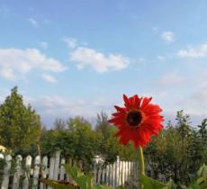 朴乐朴儿童农场