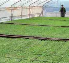 上海贤风蔬菜育苗场