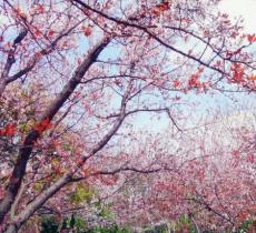 上海滨江森林公园