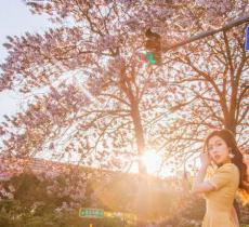 宏达北路桐花大道