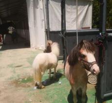 爱久马术俱乐部(崇明店)