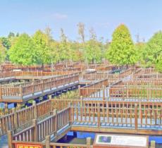 五缘湾湿地公园