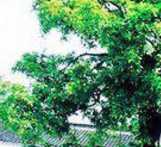 红豆树