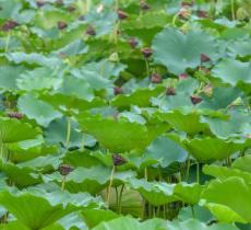 鑫农湖荷花湿地公园