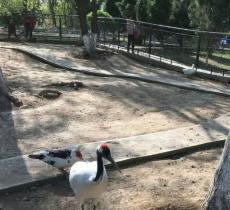 焦作市森林公园百鸟苑