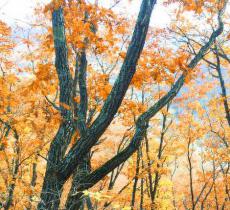 满天星国家森林公园