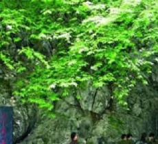 金盆岭九号晋墓