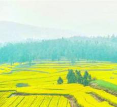 鴜鹭湖梯田花海