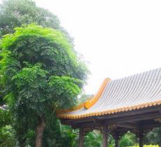 聚龙村