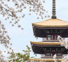 东湖磨山樱花园
