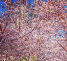 中日友好樱花园