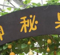 神秘果园