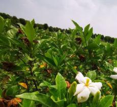江夏薰香悦花卉世界